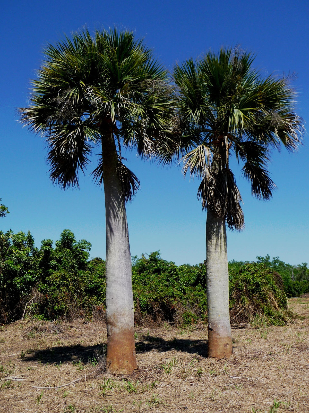 Sabal bermudana – mature plant