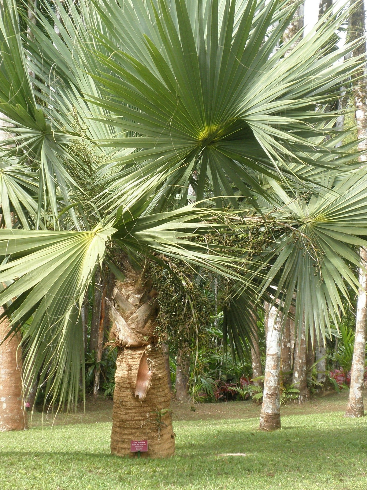 Sabal bermudana – mature plant
