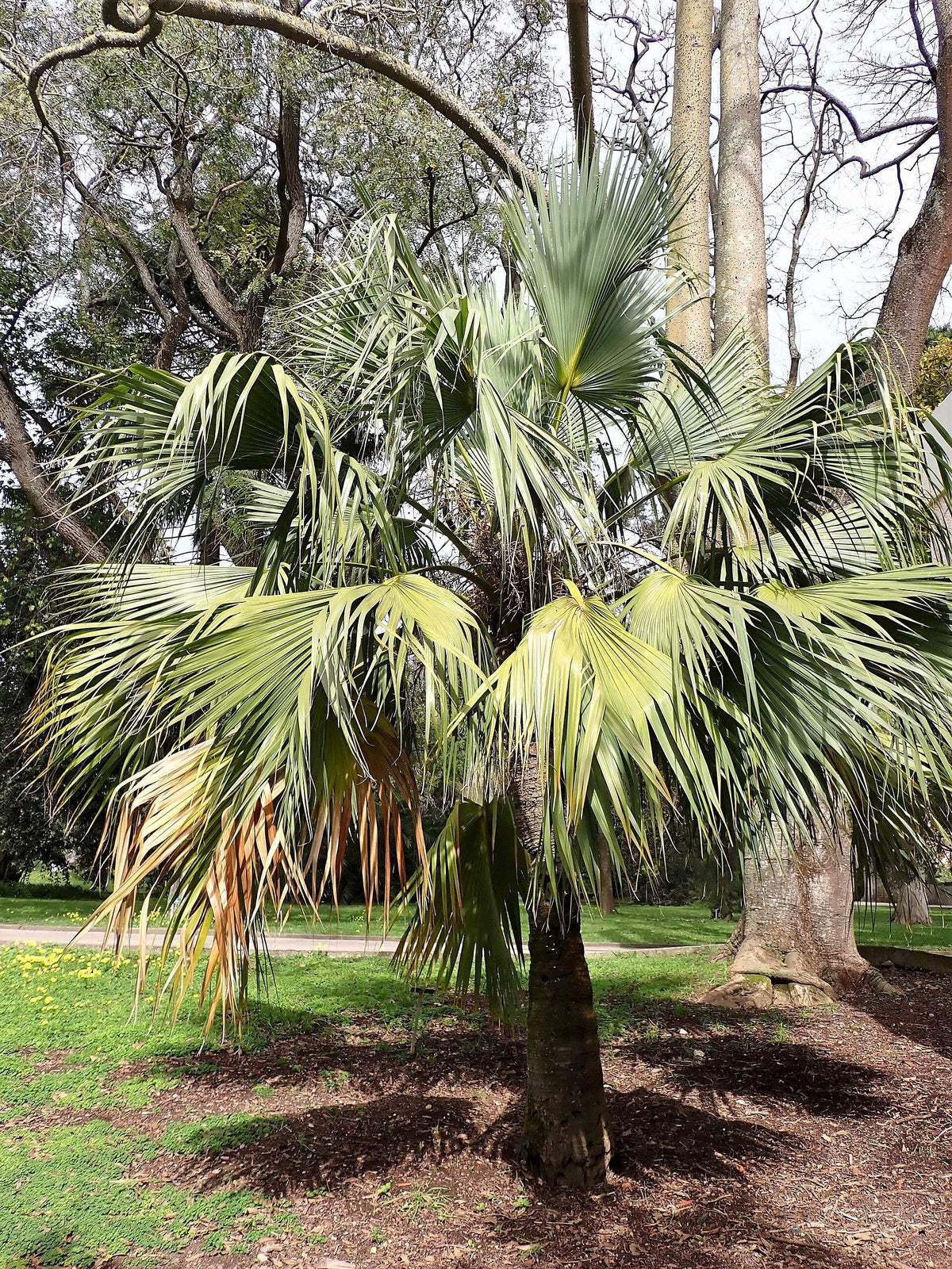 Sabal bermudana – mature plant
