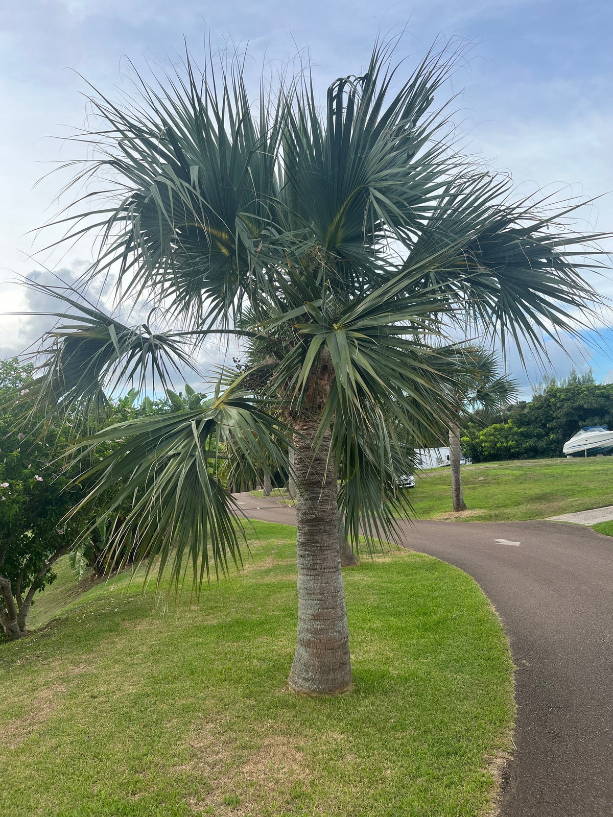 Sabal bermudana – in habitat