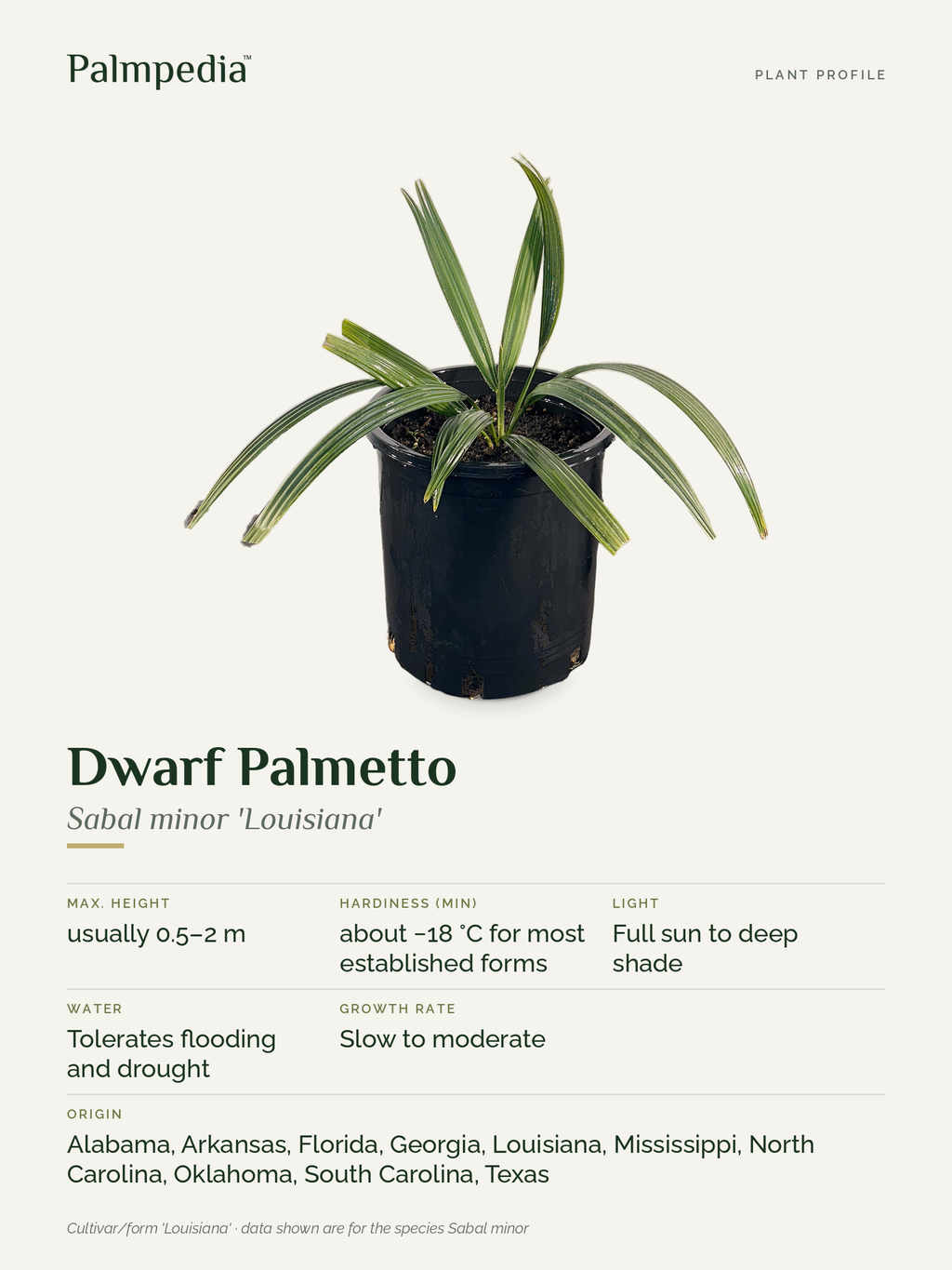 Sabal minor 'Louisiana' – plant profile
