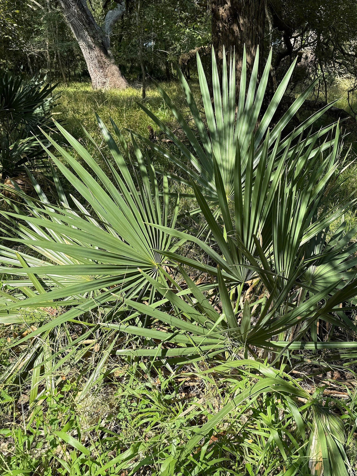 Sabal minor (species) – mature plant