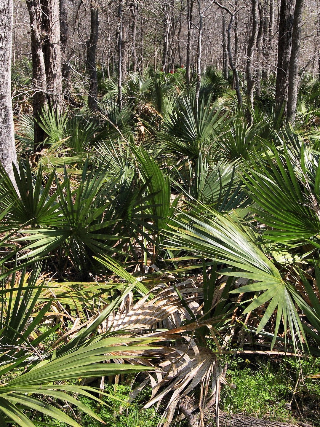 Sabal minor (species) – wild stand in palmetto forest