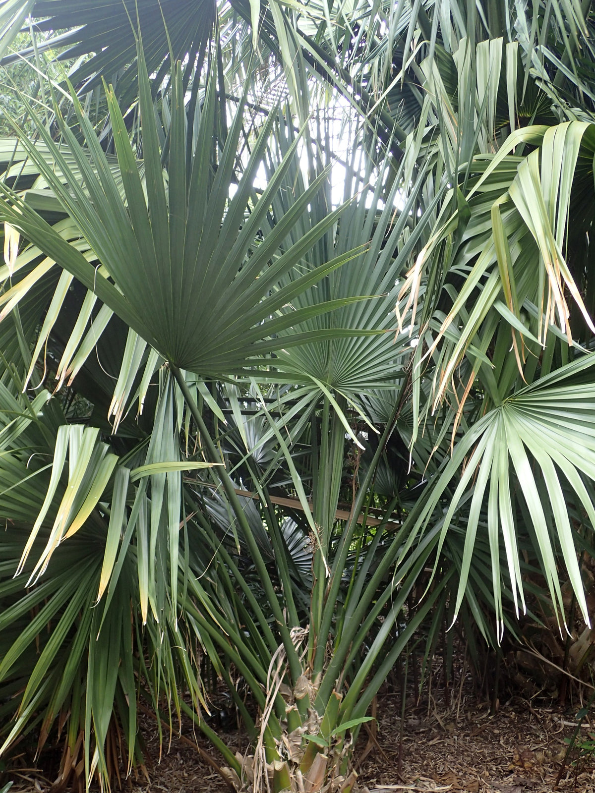 Sabal minor 'Louisiana' – in habitat