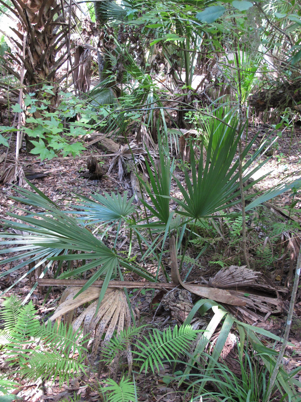 Sabal minor 'Louisiana' – in habitat