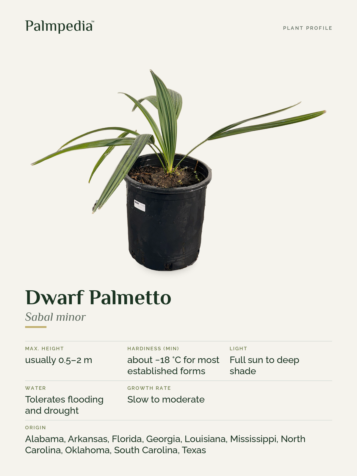 Sabal minor – plant profile