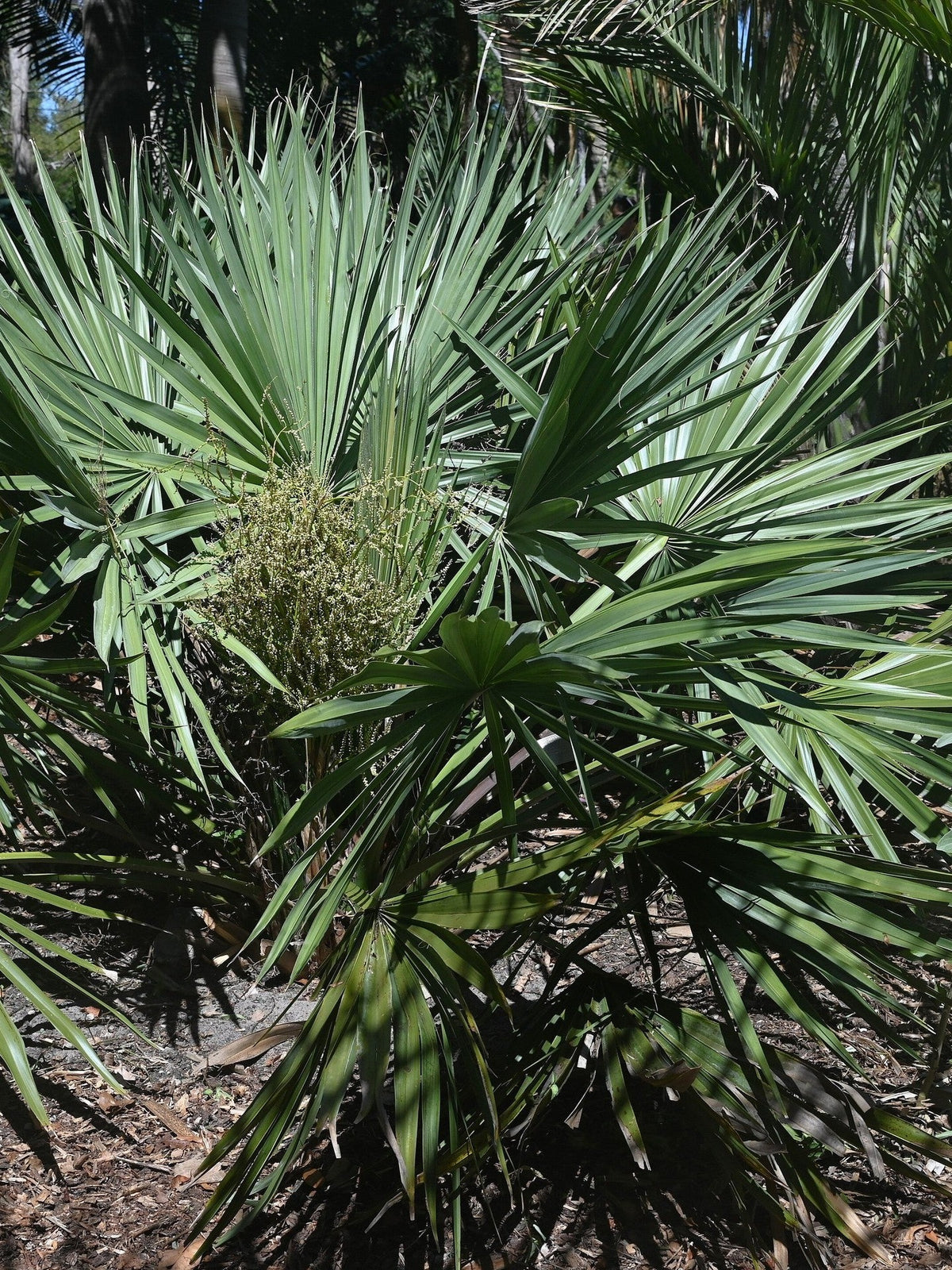 Sabal minor – mature plant