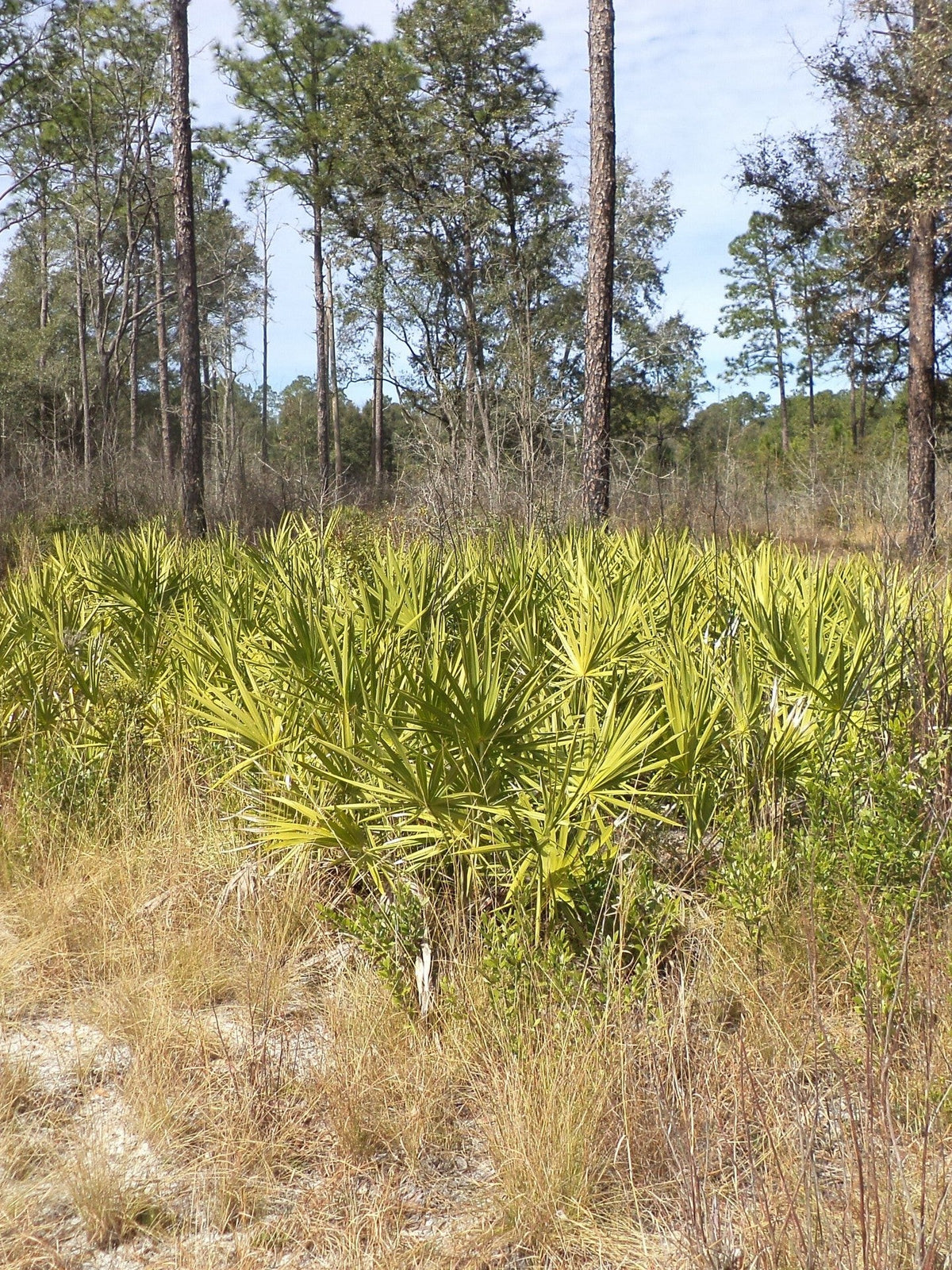 Sabal minor – wild stand in pine forest