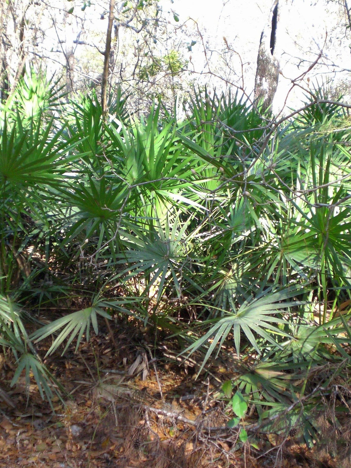 Sabal minor – mature plant