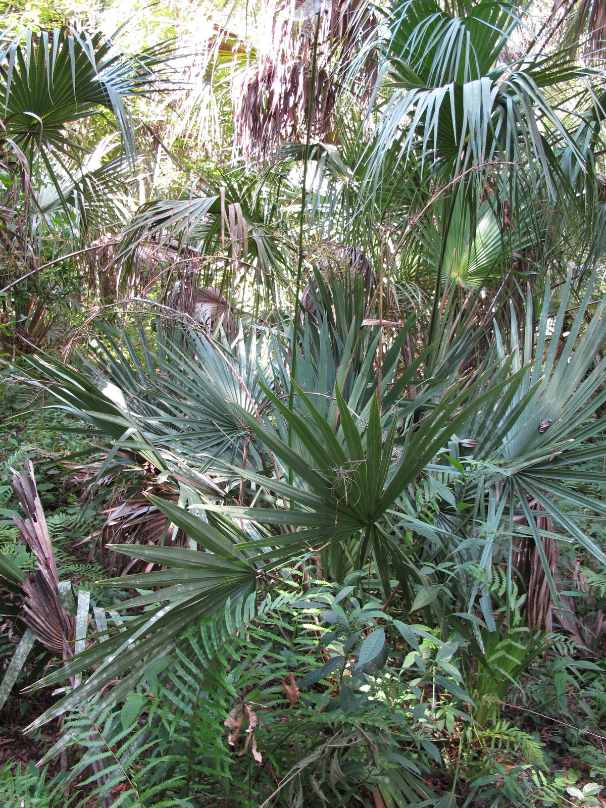 Sabal minor – in habitat