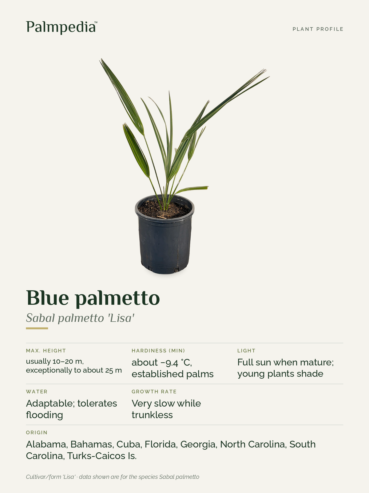 Sabal palmetto 'Lisa' – plant profile