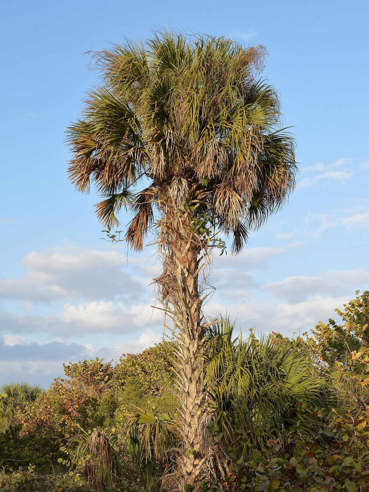 Sabal palmetto (species) – mature plant