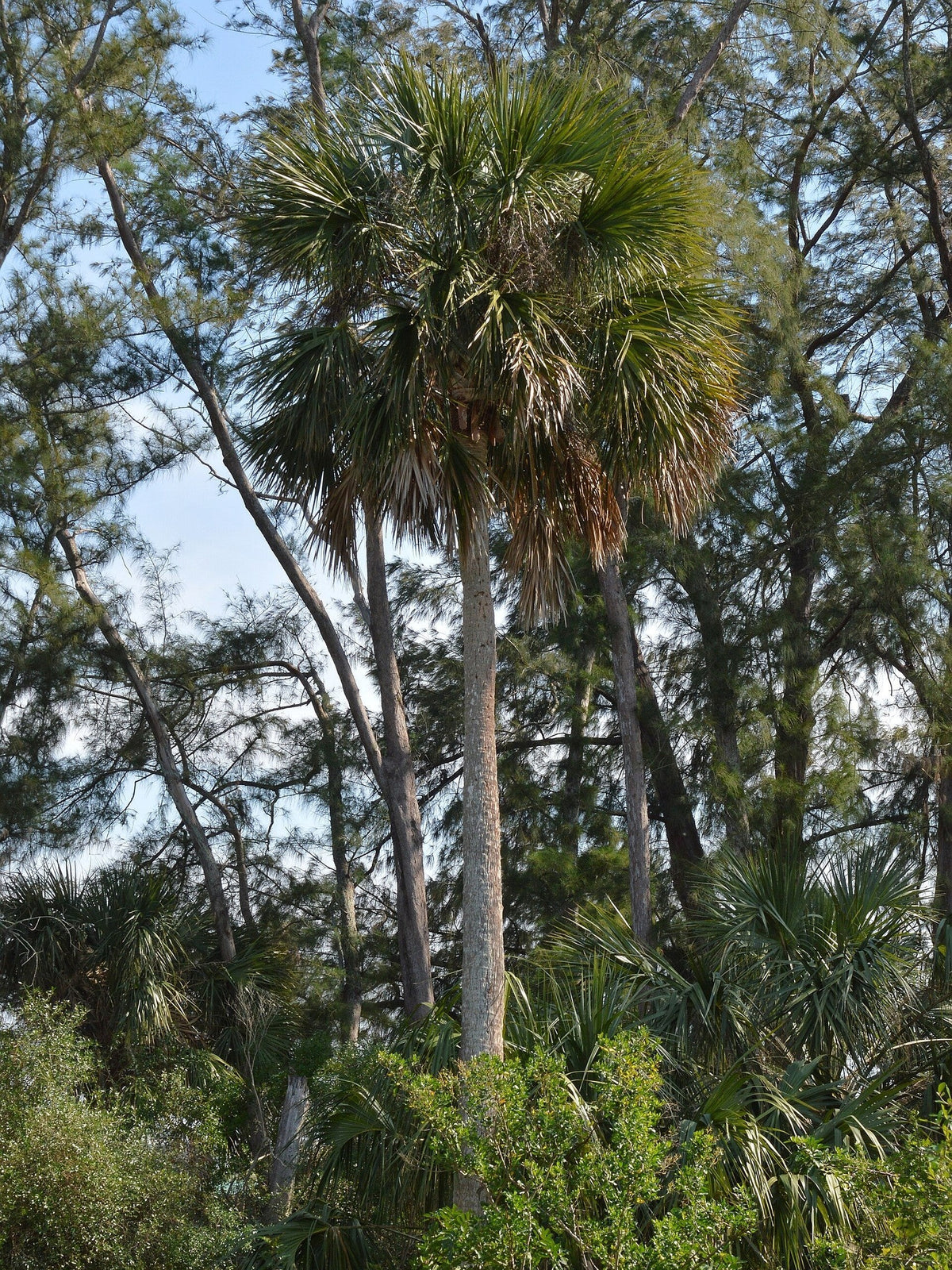 Sabal palmetto (species) – mature plant