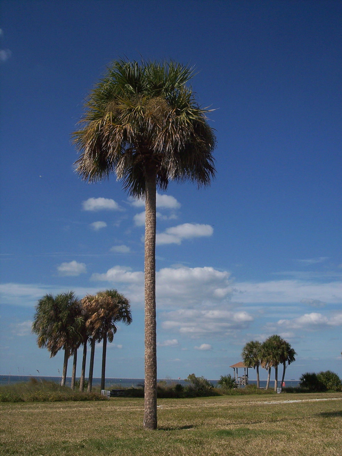 Sabal palmetto 'Lisa' – in habitat