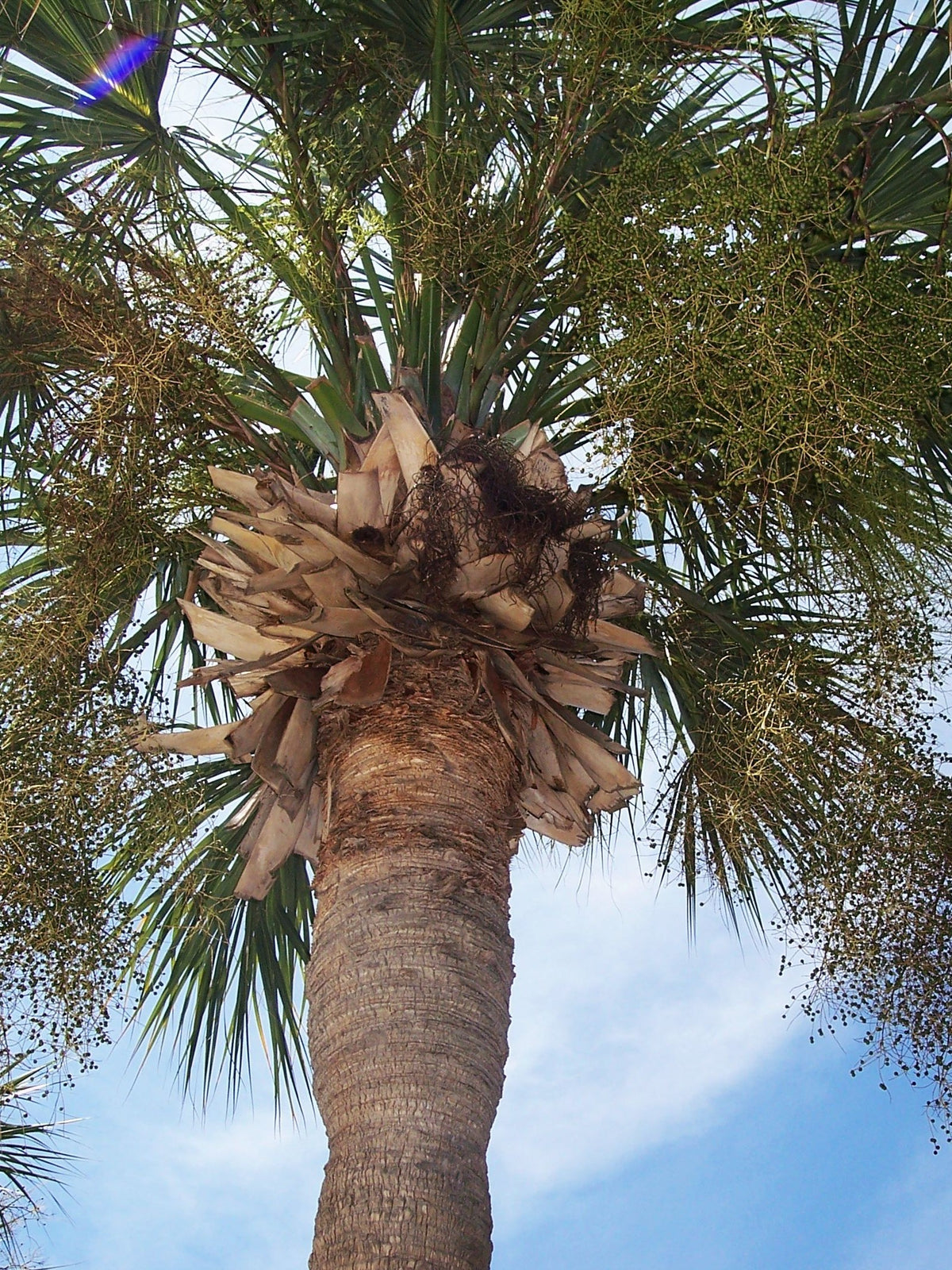 Sabal palmetto 'Lisa' – in habitat