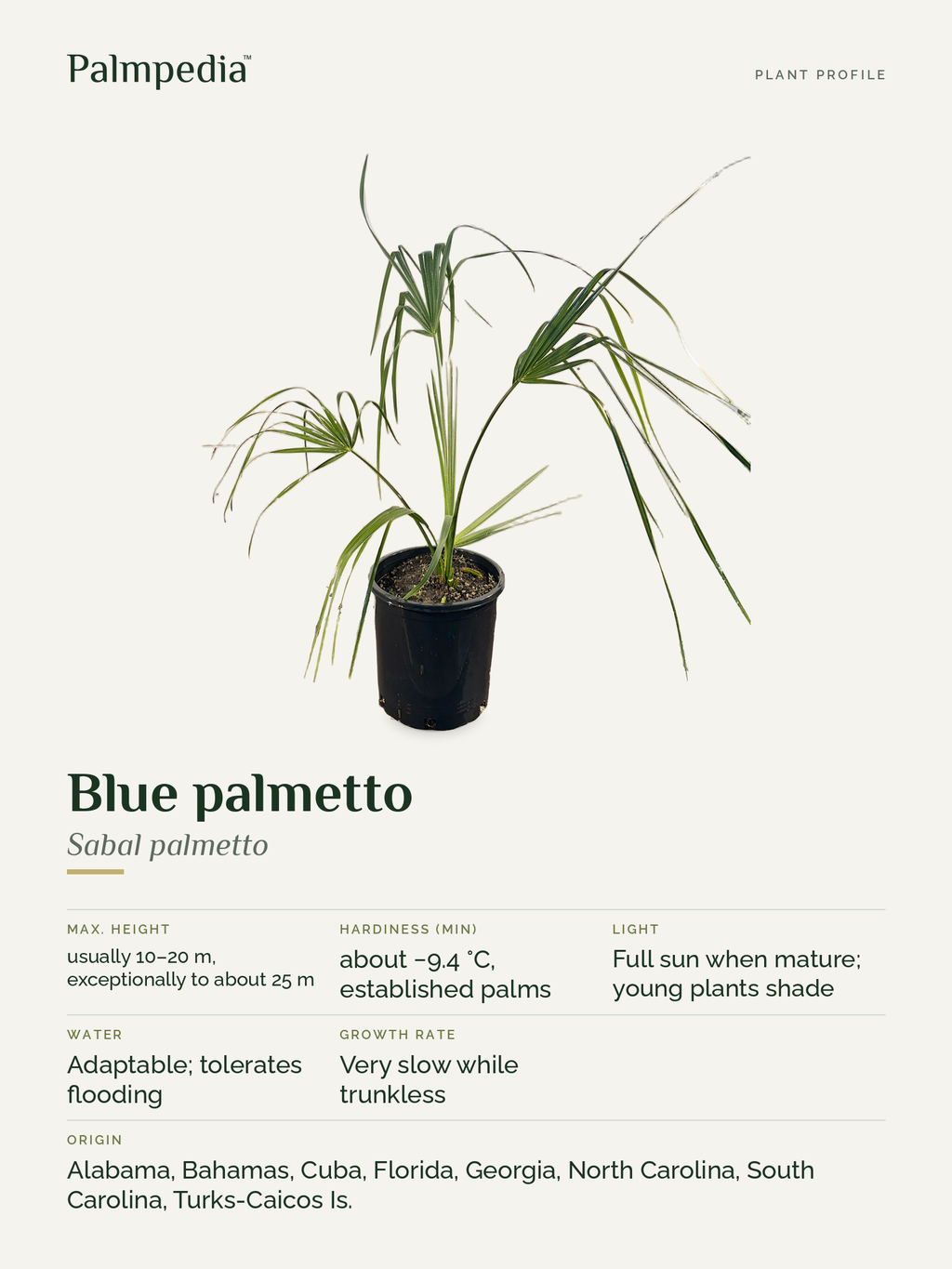 Sabal palmetto – plant profile