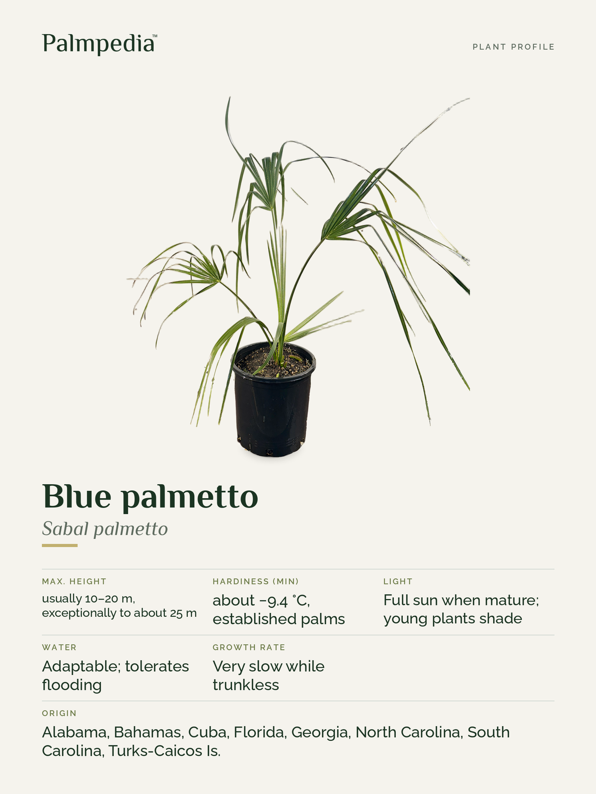 Sabal palmetto – plant profile