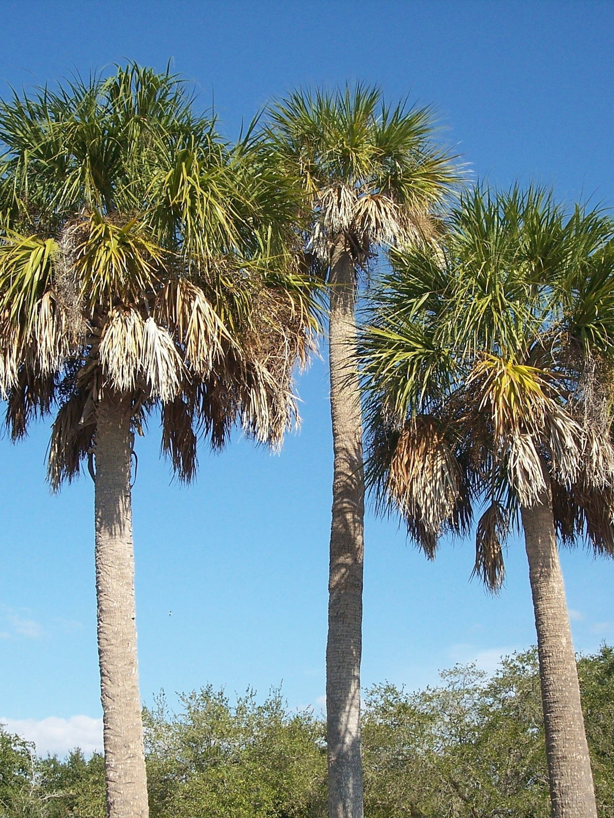 Sabal palmetto – mature plant