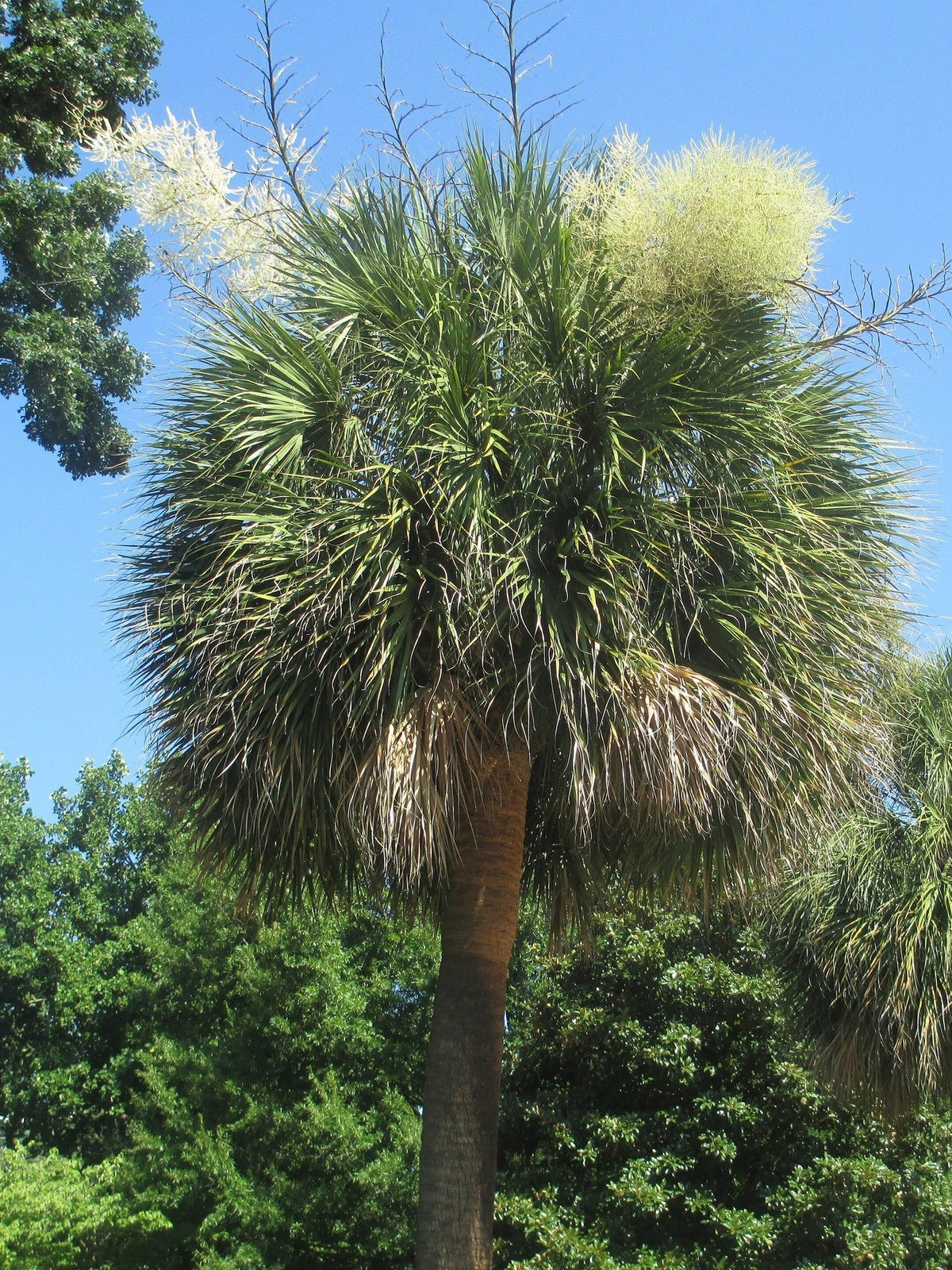 Sabal palmetto – mature plant