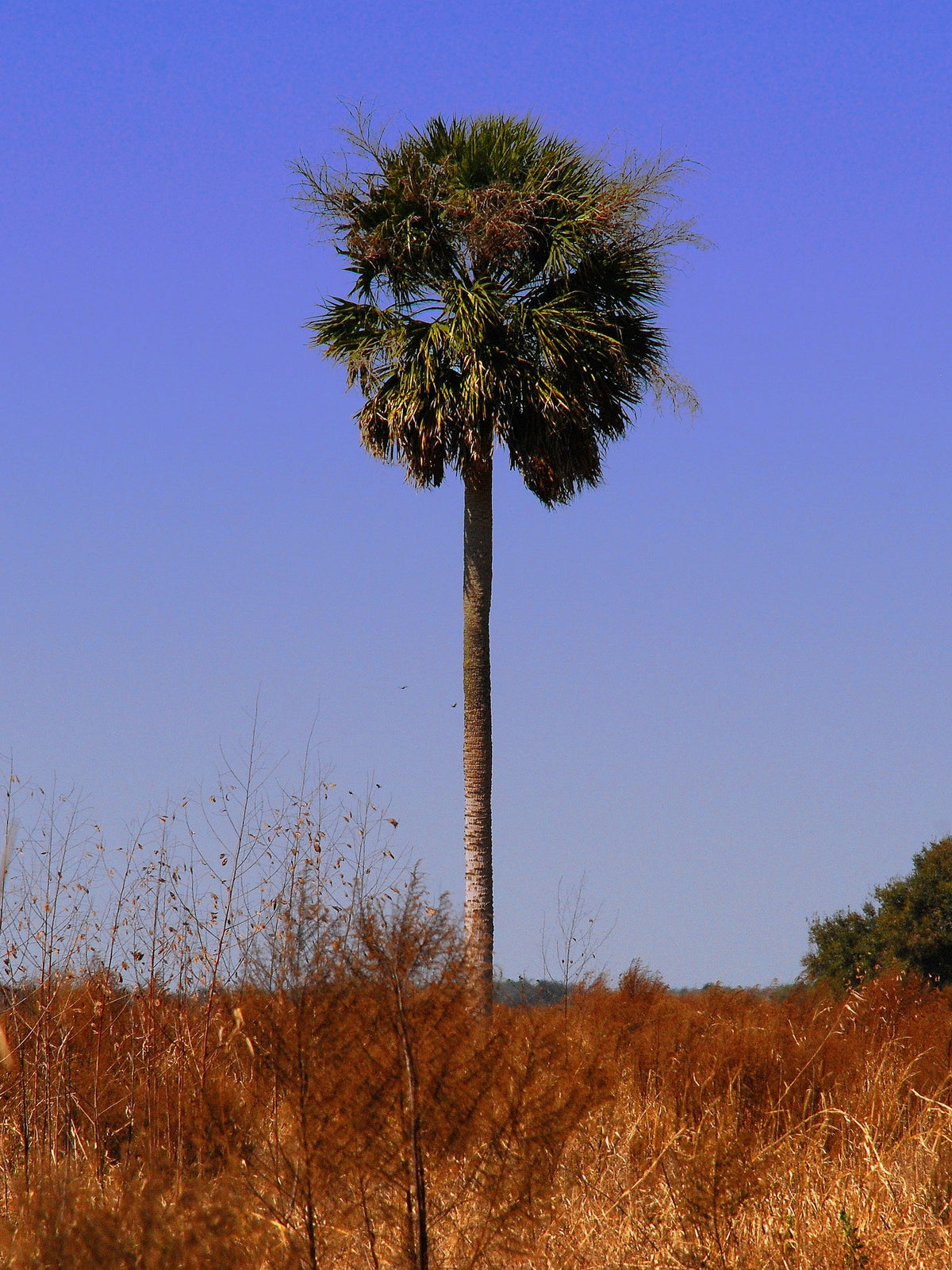 Sabal palmetto – in habitat