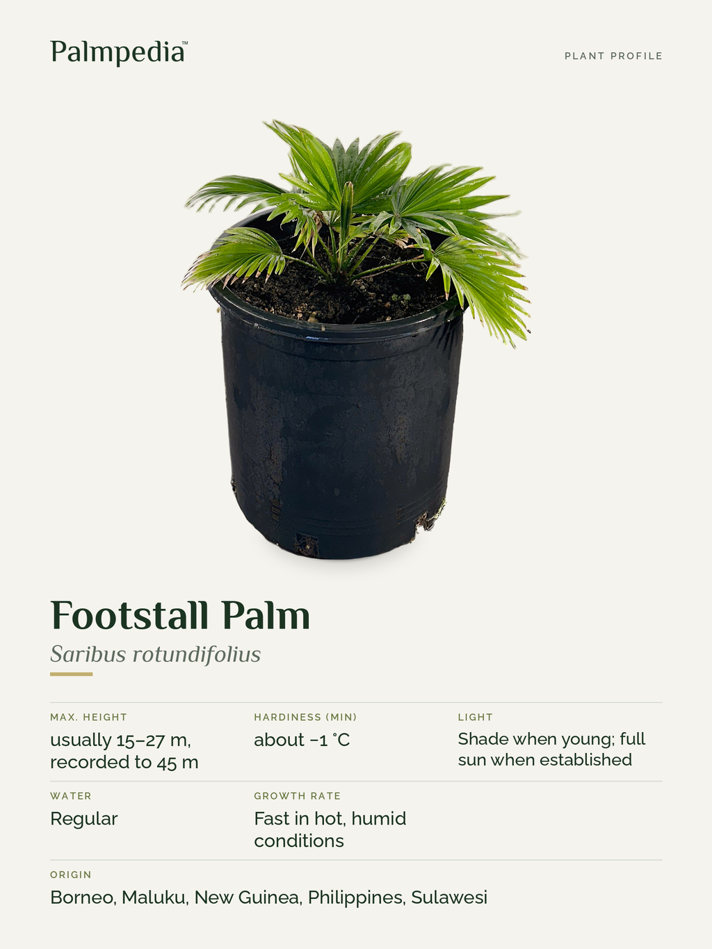 Saribus rotundifolius – plant profile