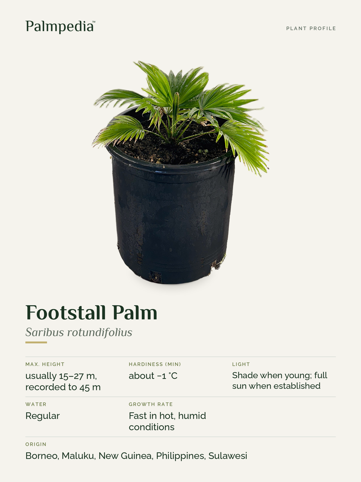 Saribus rotundifolius – plant profile