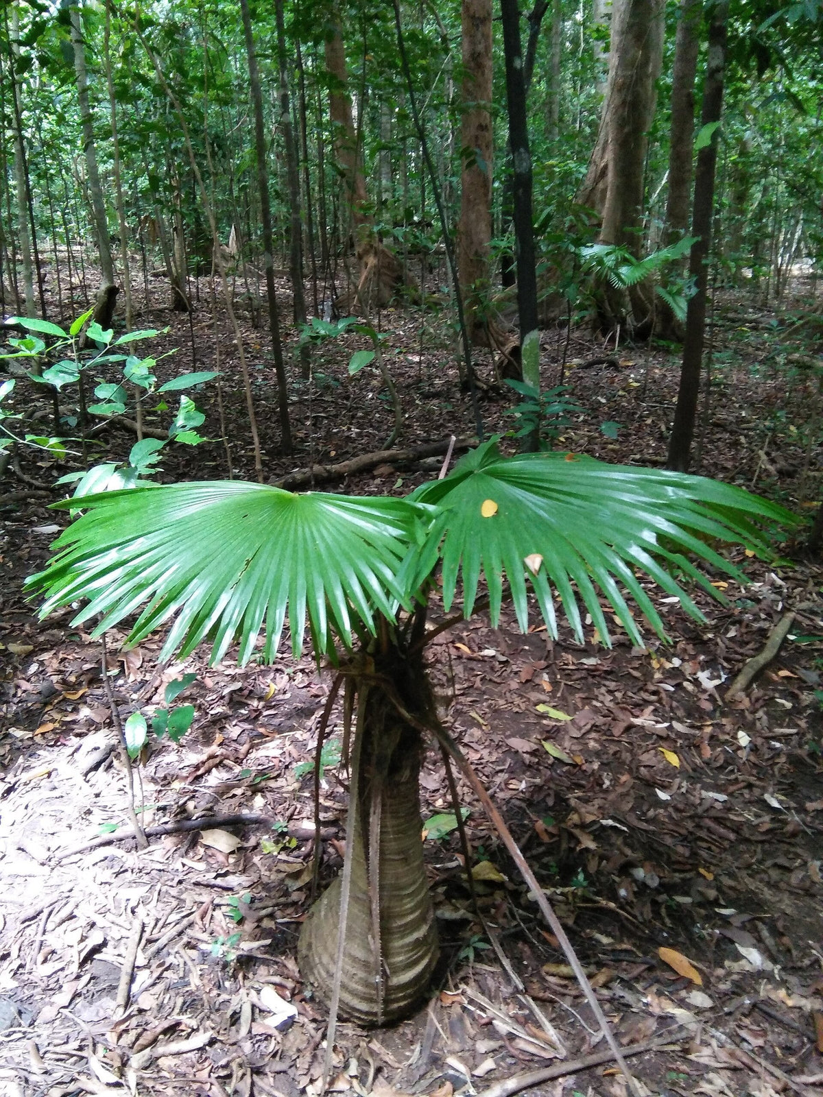 Saribus rotundifolius – mature plant