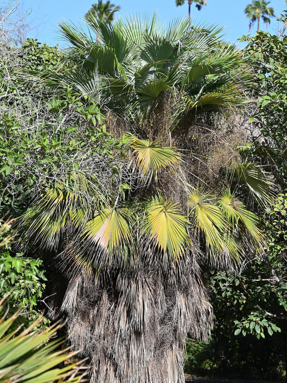 Saribus rotundifolius – mature plant