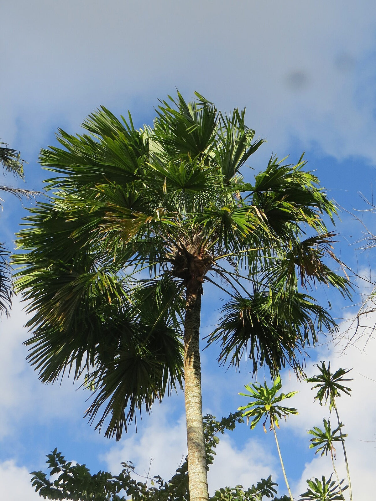 Saribus rotundifolius – in habitat