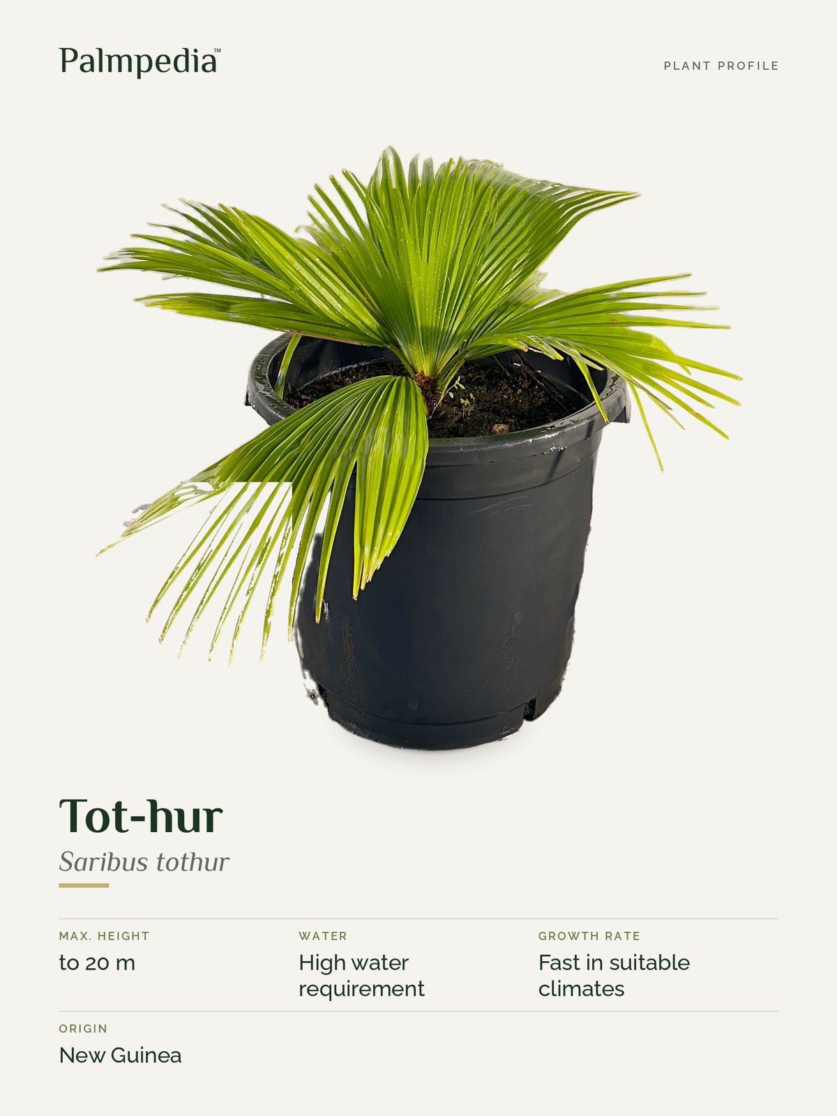 Saribus tothur – plant profile