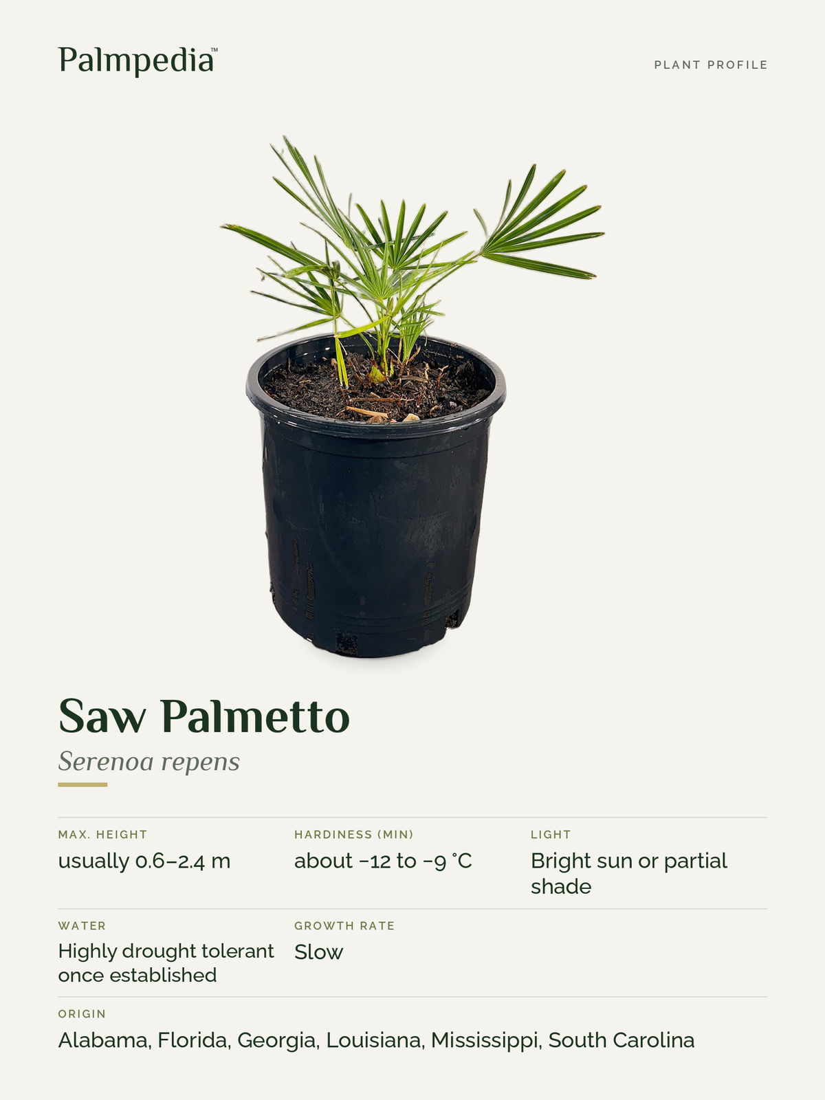 Serenoa repens – plant profile