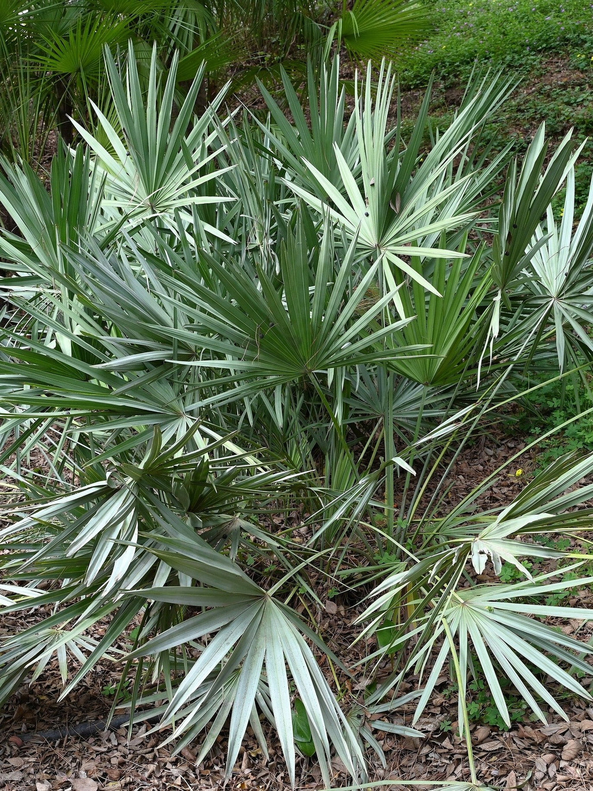 Serenoa repens – mature plant