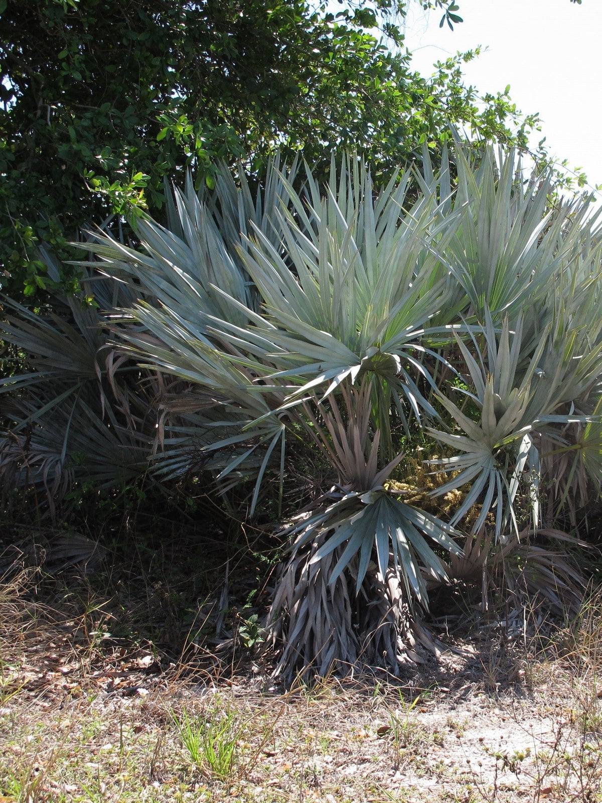 Serenoa repens – mature plant