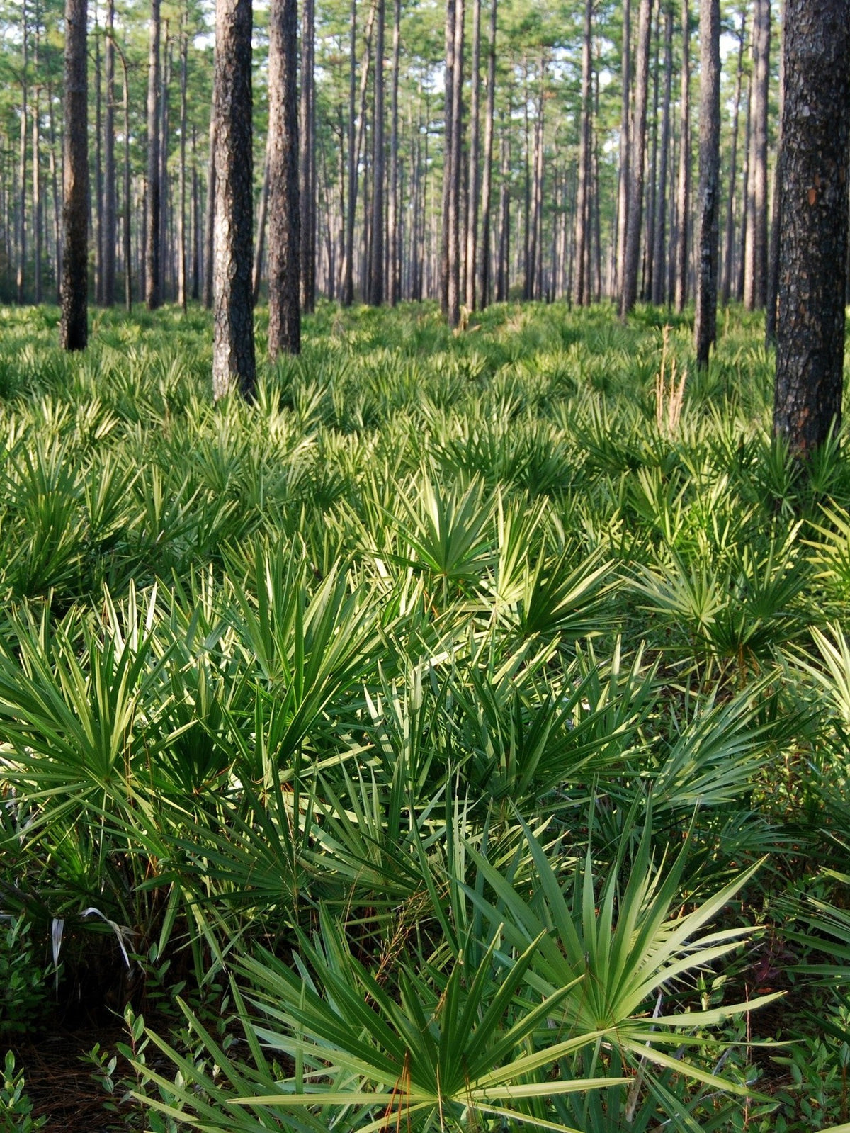 Serenoa repens – wild stand in pine forest