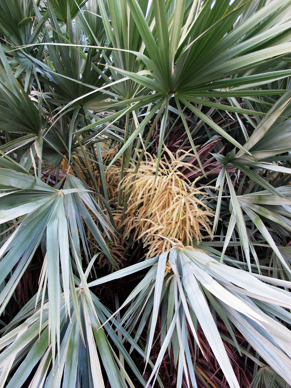 Serenoa repens – in habitat