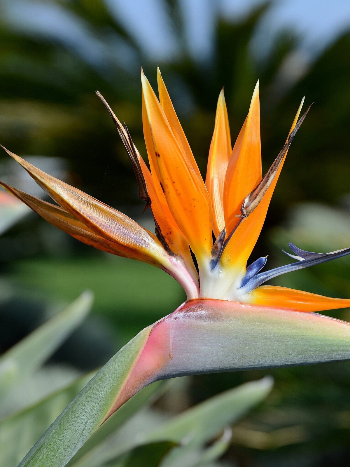 Strelitzia reginae – flower of a mature plant