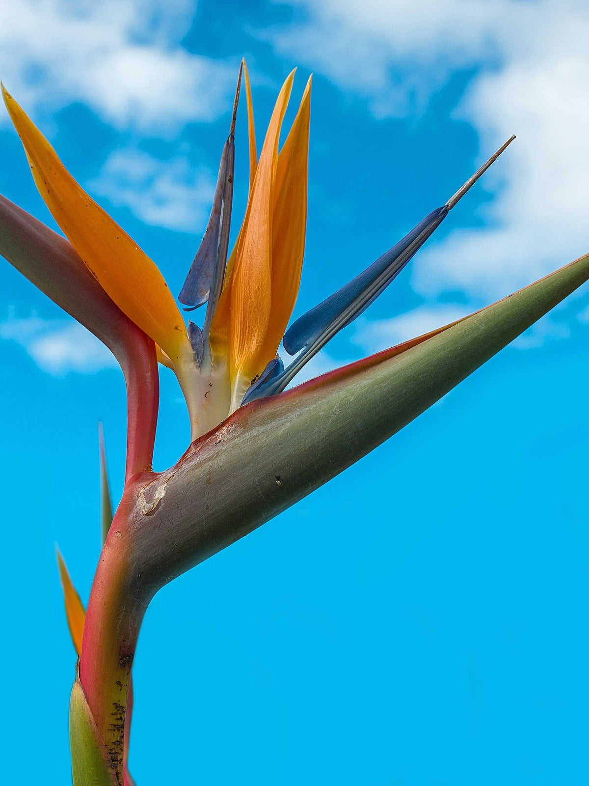 Strelitzia reginae – flower of a mature plant