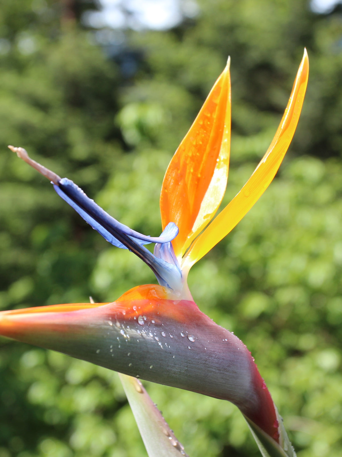 Strelitzia reginae – in habitat