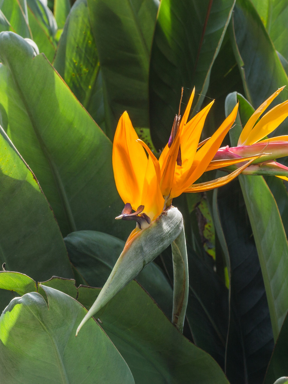 Strelitzia reginae – in habitat
