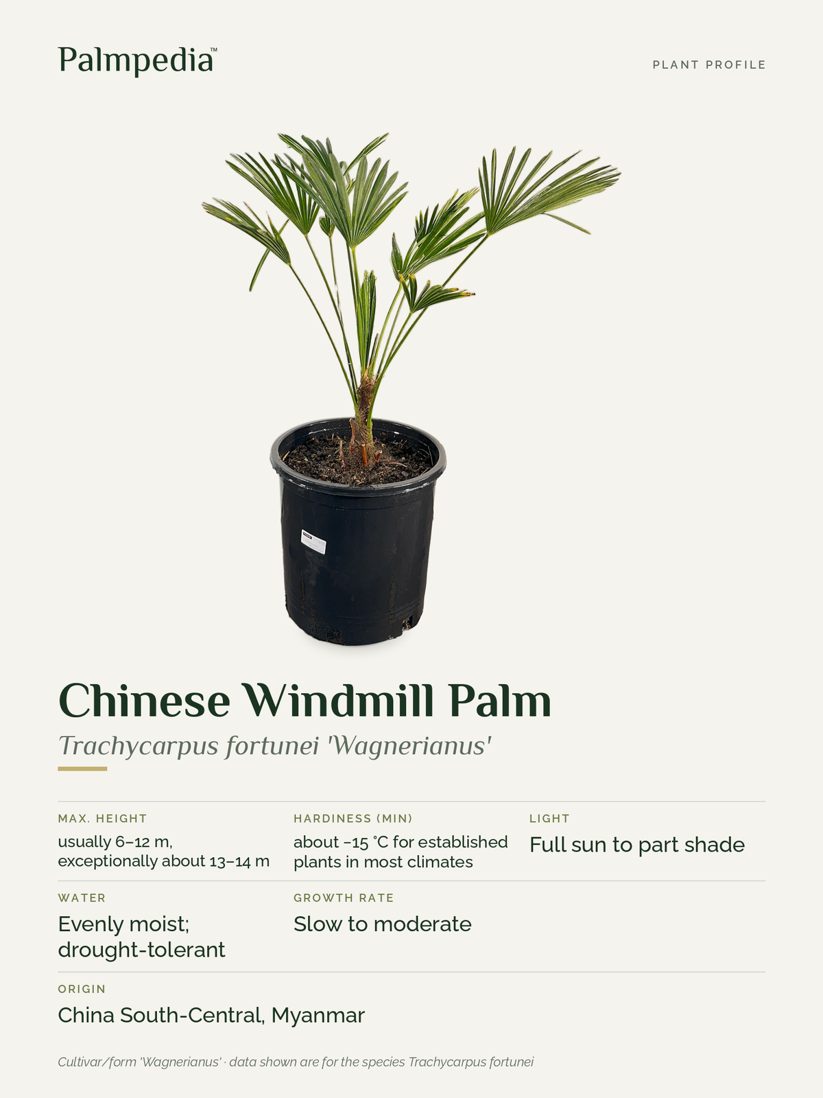 Trachycarpus fortunei 'Wagnerianus' – plant profile
