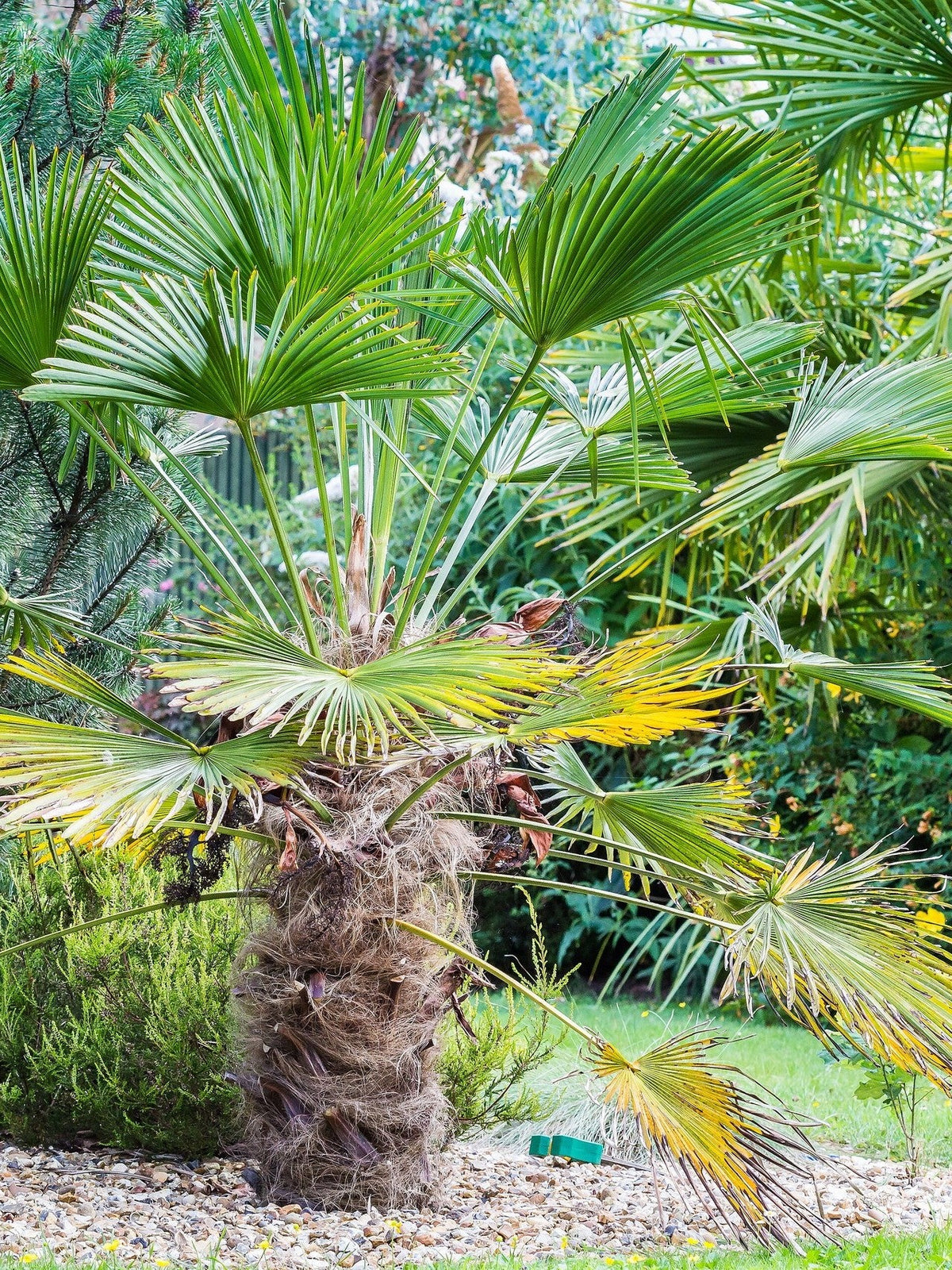 Trachycarpus fortunei 'Wagnerianus' – mature plant