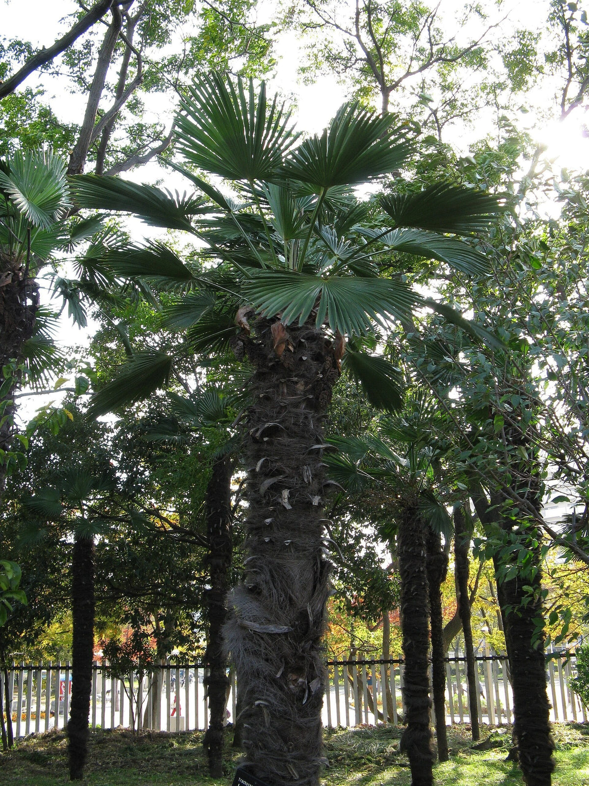 Trachycarpus fortunei 'Wagnerianus' – mature plant