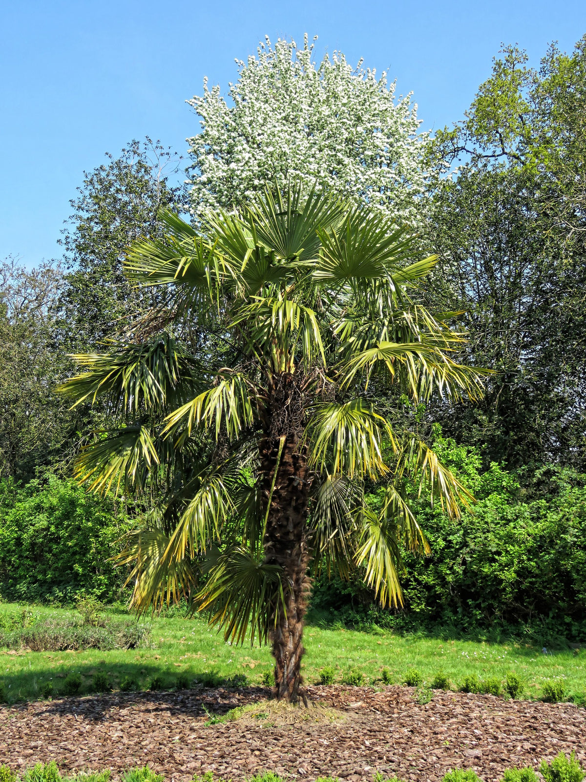 Trachycarpus fortunei 'Wagnerianus' – in habitat