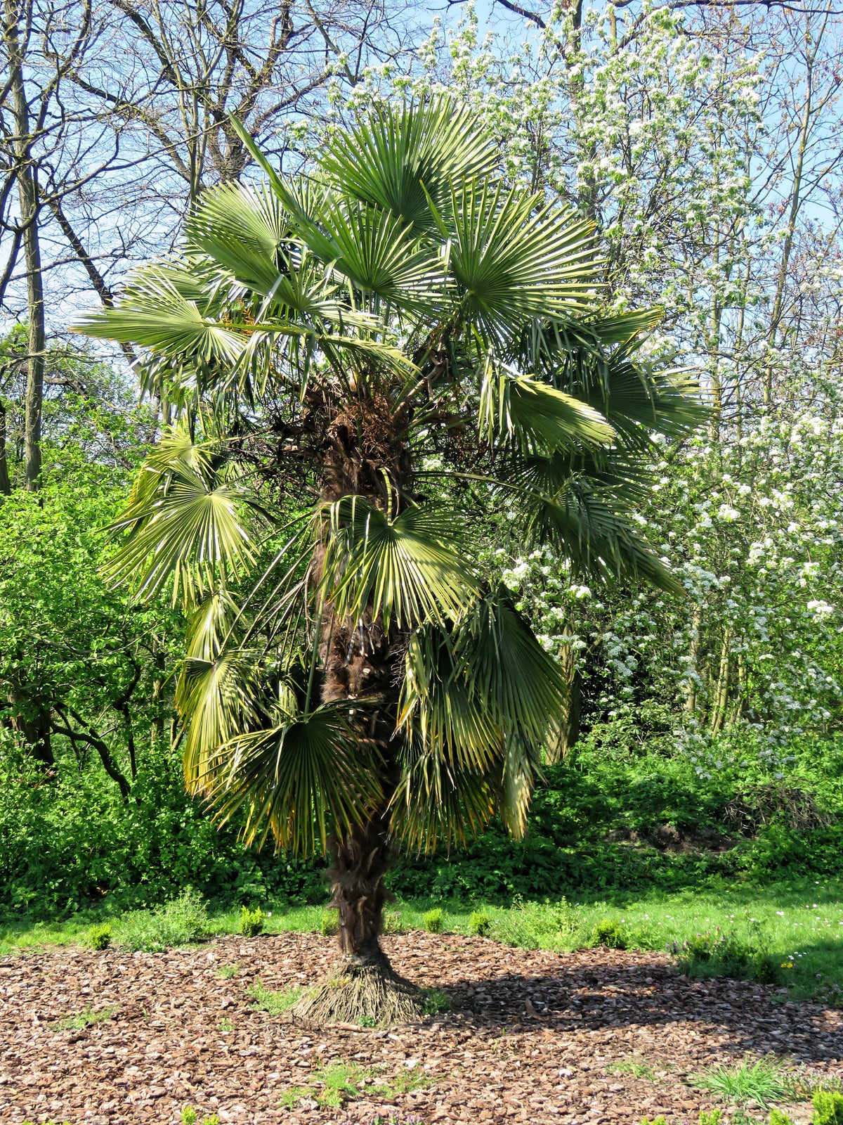 Trachycarpus fortunei 'Wagnerianus' – in habitat
