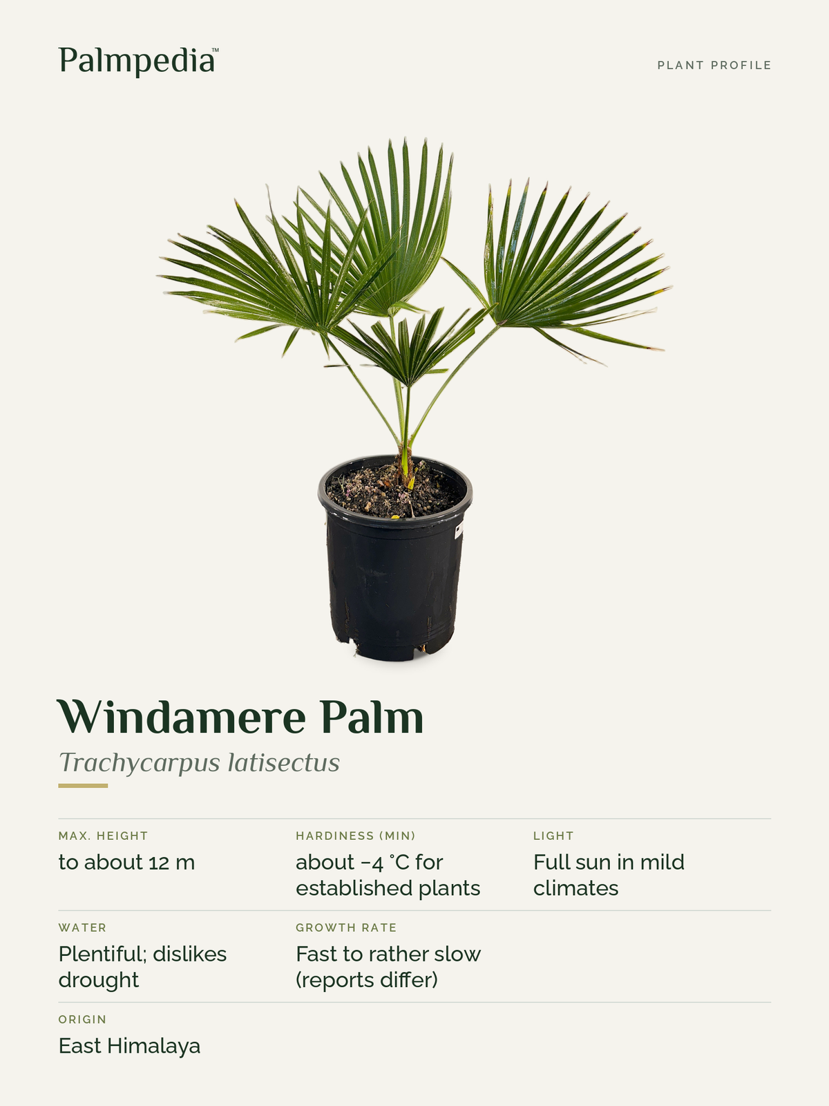 Trachycarpus latisectus – plant profile