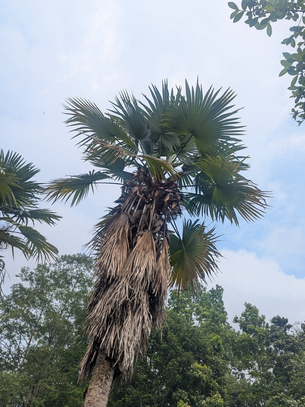Trachycarpus latisectus – mature plant