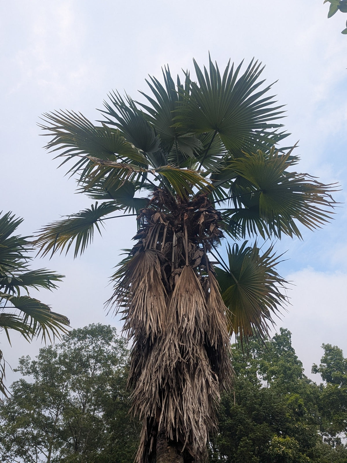 Trachycarpus latisectus – in habitat