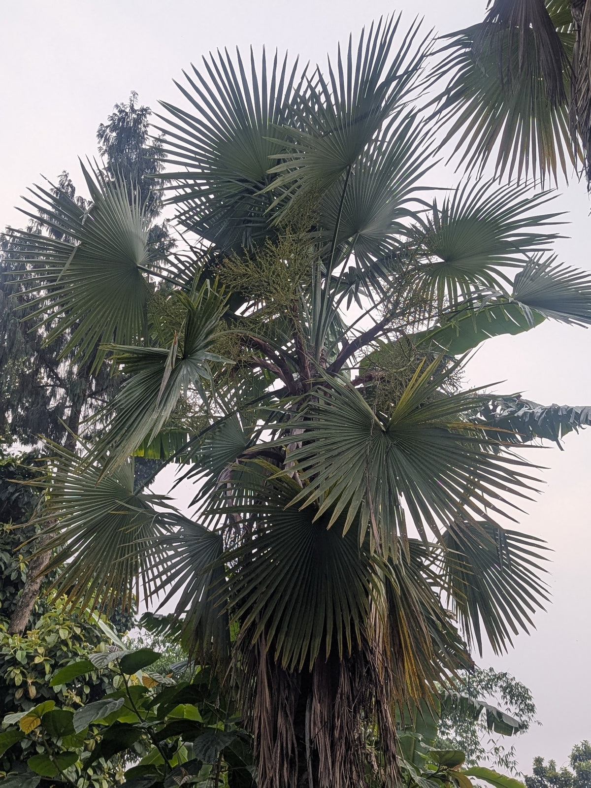 Trachycarpus latisectus – in habitat