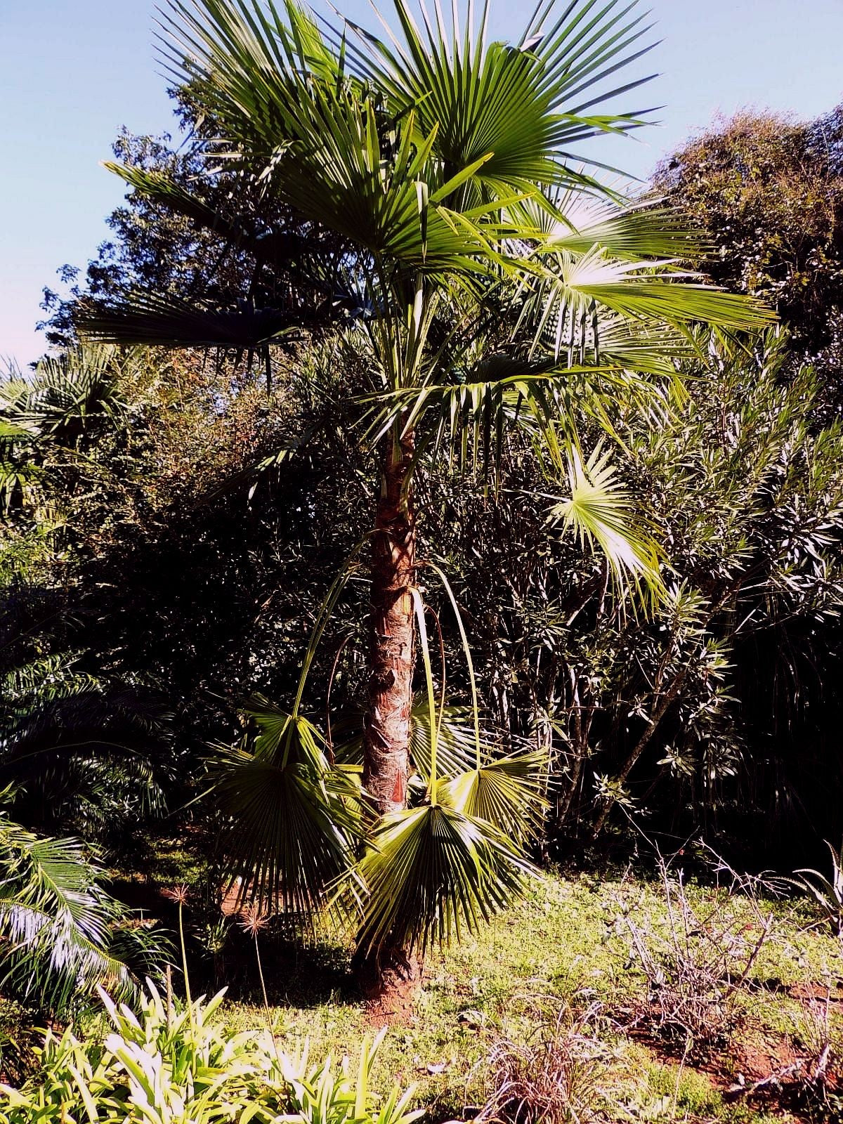 Trachycarpus latisectus – in habitat