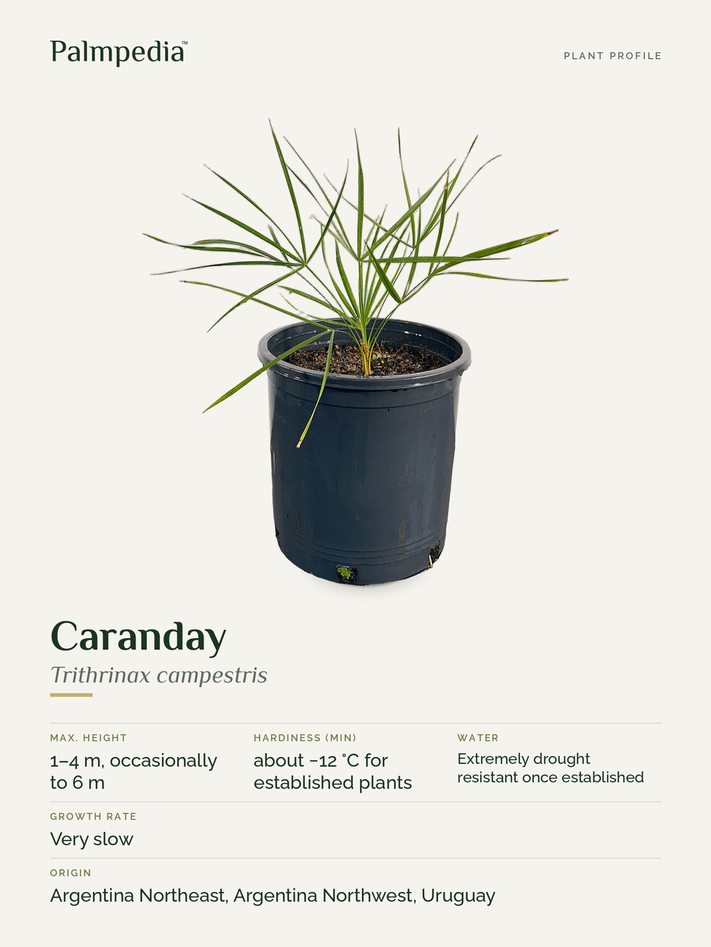 Trithrinax campestris – plant profile